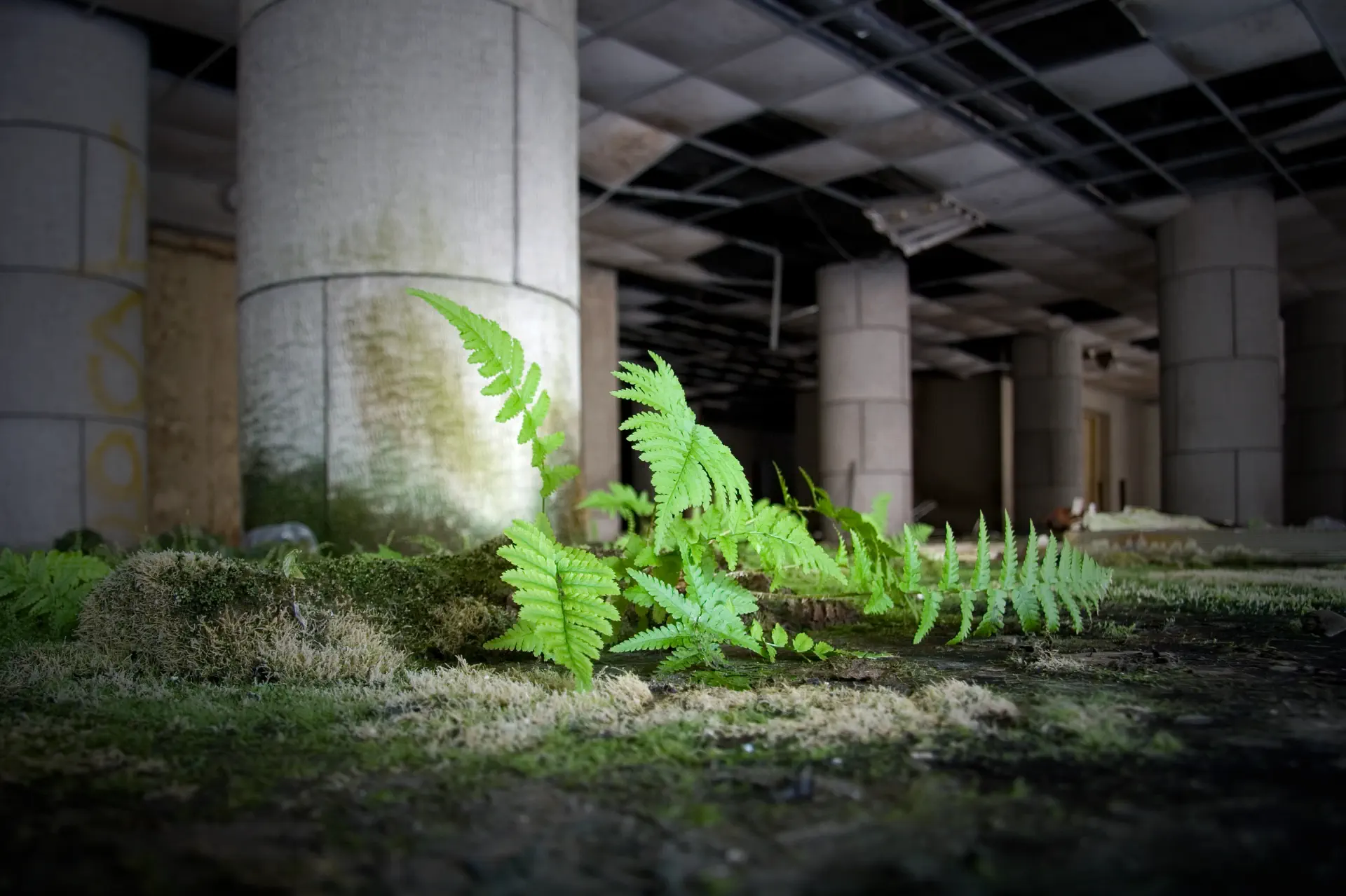 A fern grows in the hall of a hospital, at the base of a column.