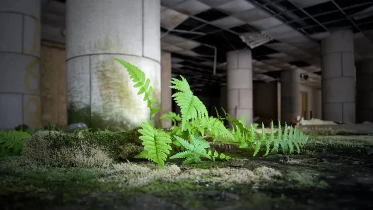 A fern grows in the hall of a hospital, at the base of a column.